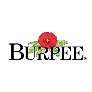 Burpee